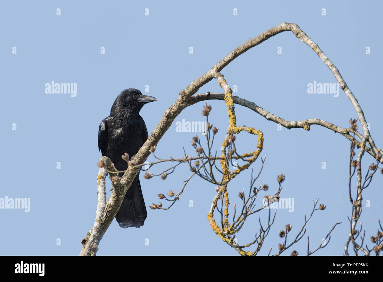 raven sitting on branch Stock Photo