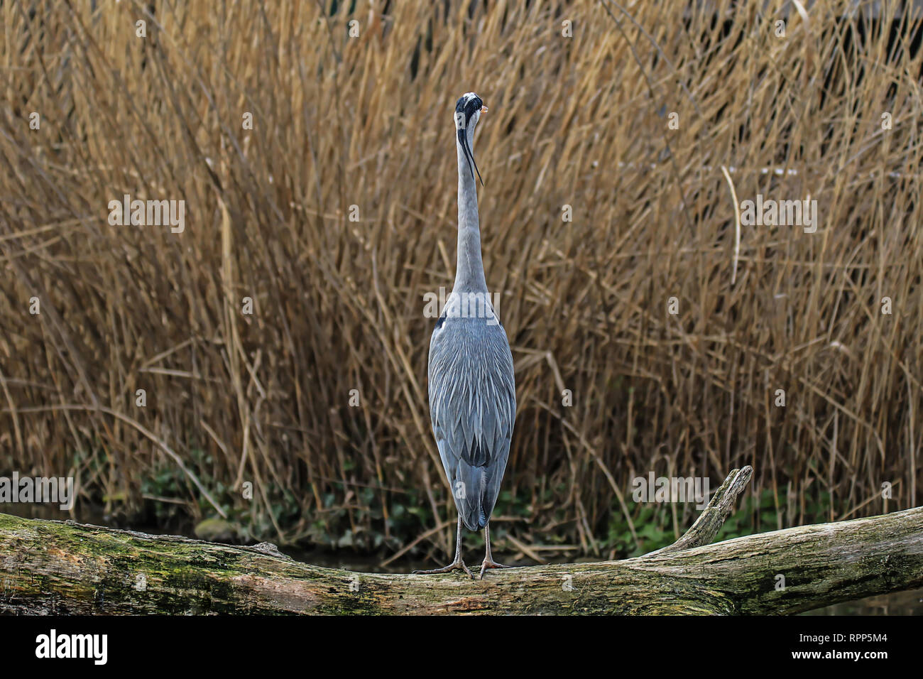 rear view of a heron in the reeds Stock Photo - Alamy