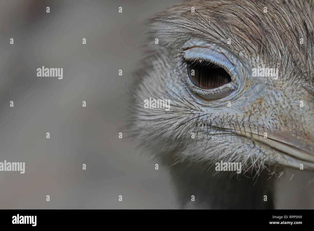 emu ostrich close up of the face eye gray blurred background Stock Photo