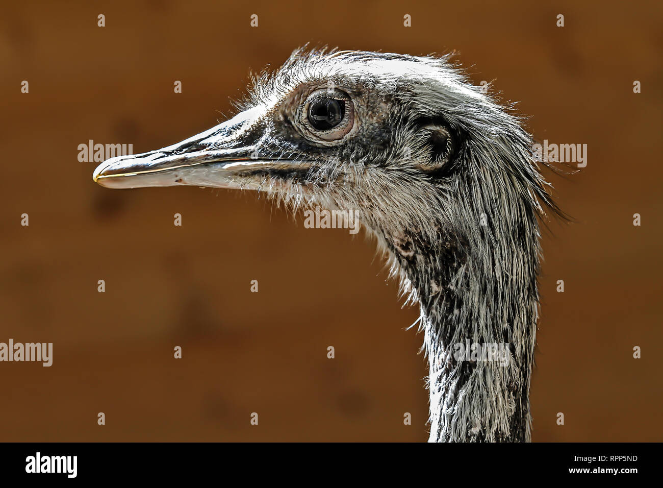 ostrich emu portrait head in front of blurred background Stock Photo