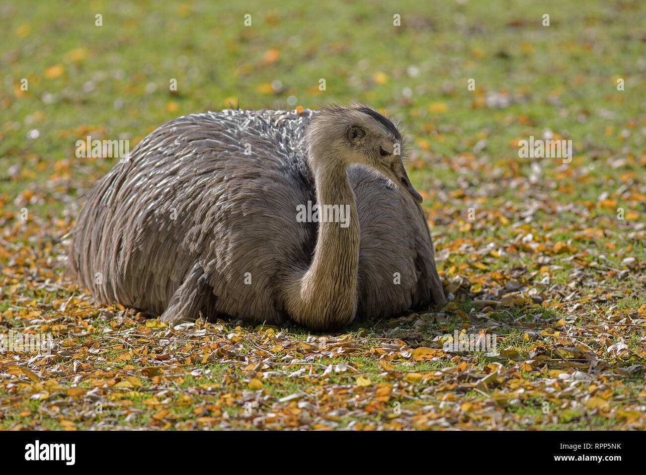 ostrich emu lying in the grass resting Stock Photo