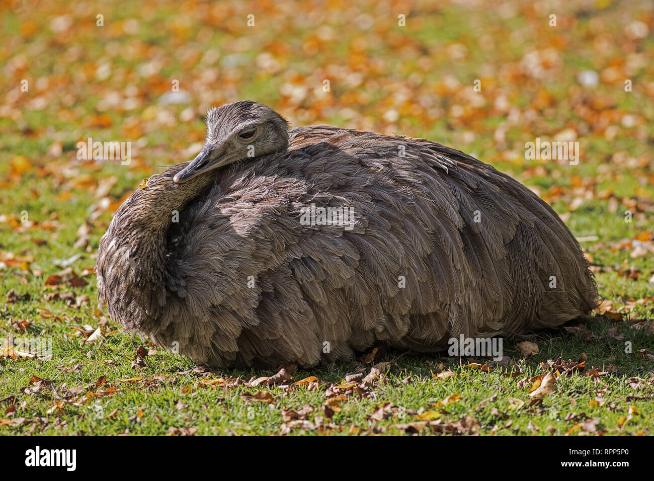 ostrich emu lying in the grass resting Stock Photo