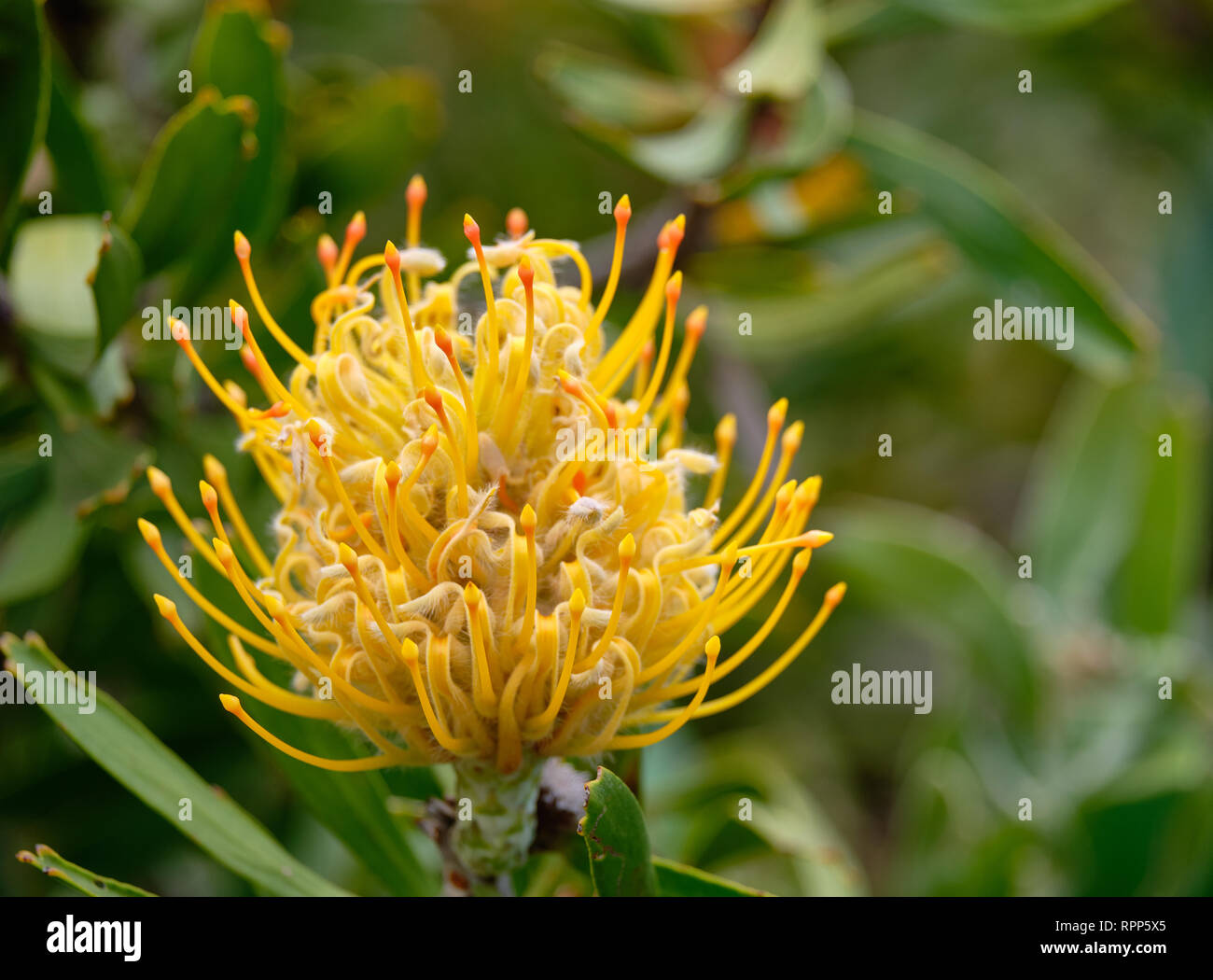 Close up of Yellow pincushion flower, of the protea family. Stock Photo