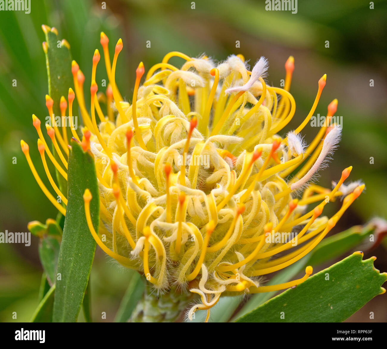 Close up of Yellow pincushion flower, of the protea family. Stock Photo