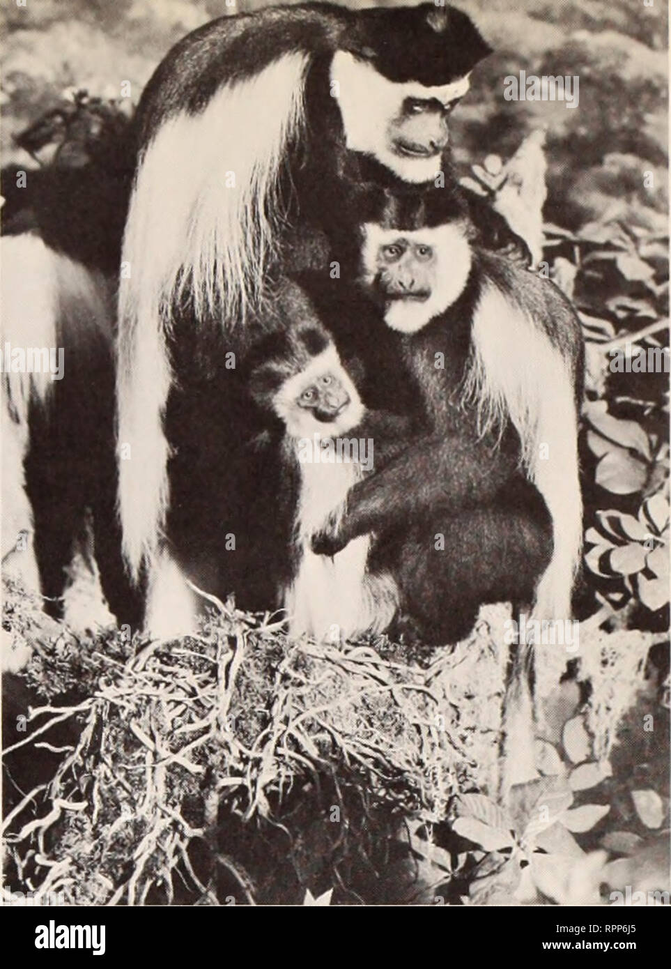 Colobus Monkey, Our Animals