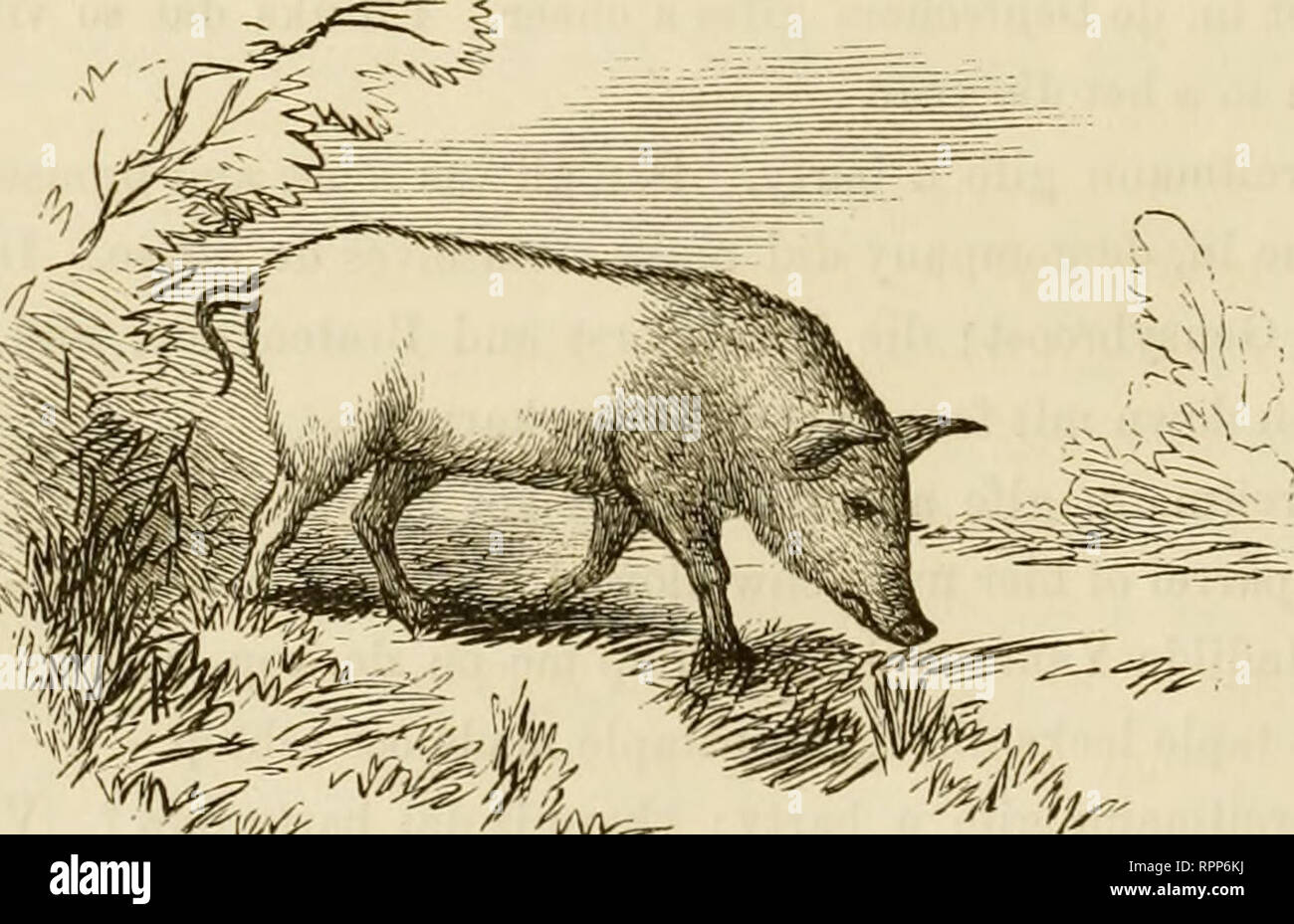 . The American angler's book : embracing the natural history of sporting fish, and the art of taking them. With instructions in fly-fishing, fly-making, and rod-making; and directions for fish-breeding. To which is added Dies piscatoriae; describing noted fishing-places, and the pleasure of solitary fly-fishing. Fishing; Fishes. 528 AMERICAN ANGLER'S BOOK. sentimental old cook reading the &quot; Sorrows of Werter,&quot; and skinning eels. I have some impression of the meaning of &quot; Evigkeit,&quot; from the connection in which it is used. What is the true translation? Joe. I admired the eff Stock Photo