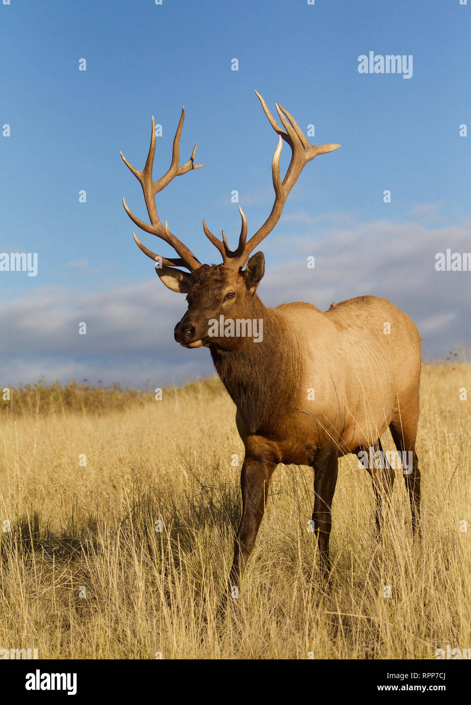 Rocky Mountain Elk in prairie grasslands against a natural background of blue sky with clouds Stock Photo