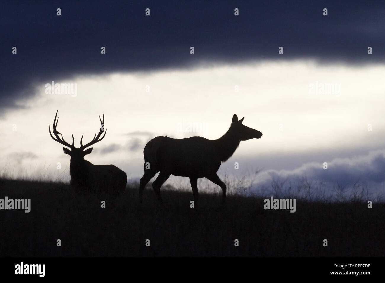 Pair of Rocky Mountain Elk - twilight silhouette on a ridge top against a dramatic sky with clouds Stock Photo