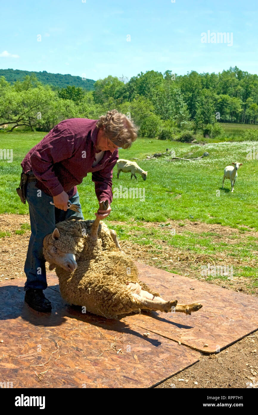 Man preparing to shear sheep hires stock photography and images Alamy