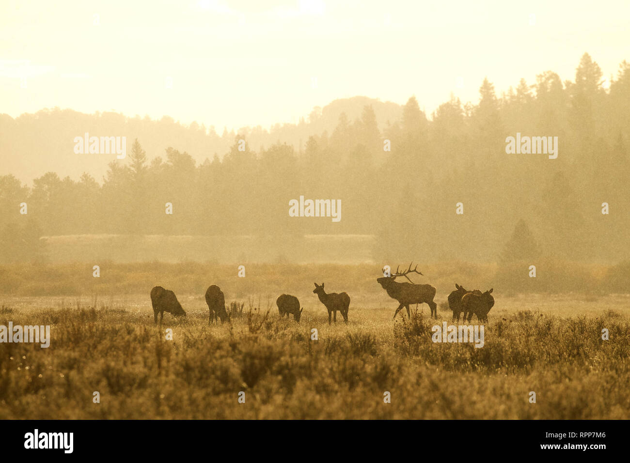 A bull Elk gathers his harem in Rocky Mountain National Park during a weather anomaly - sunshine and falling snow, simultaneously! Stock Photo