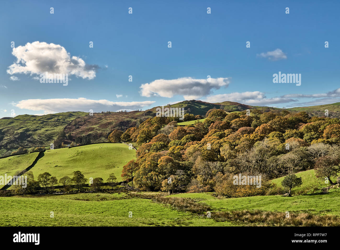 A rural English scene with Autumn trees and grren fields. Stock Photo