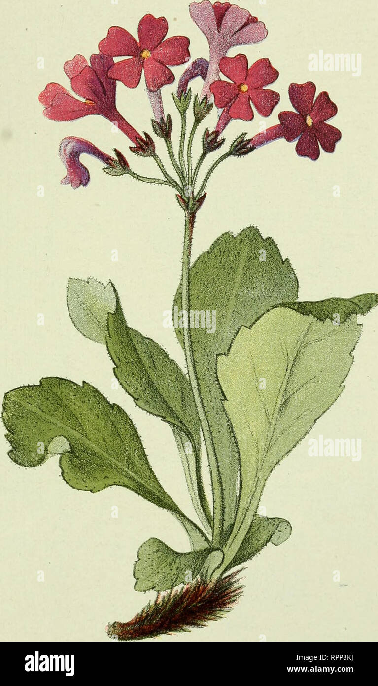 . Alpen-Flora : Westalpen. Mountain plants. — 97 — Felsen 1400-2700 Metei. Primula graveolens (latifolia). Pvimevere piiante. Stinkende Primel. Stinking Prime-rose.. Please note that these images are extracted from scanned page images that may have been digitally enhanced for readability - coloration and appearance of these illustrations may not perfectly resemble the original work.. Senn, Gustav, 1875-1945; Kaftner, C. Heidelberg : C. Winter Stock Photo