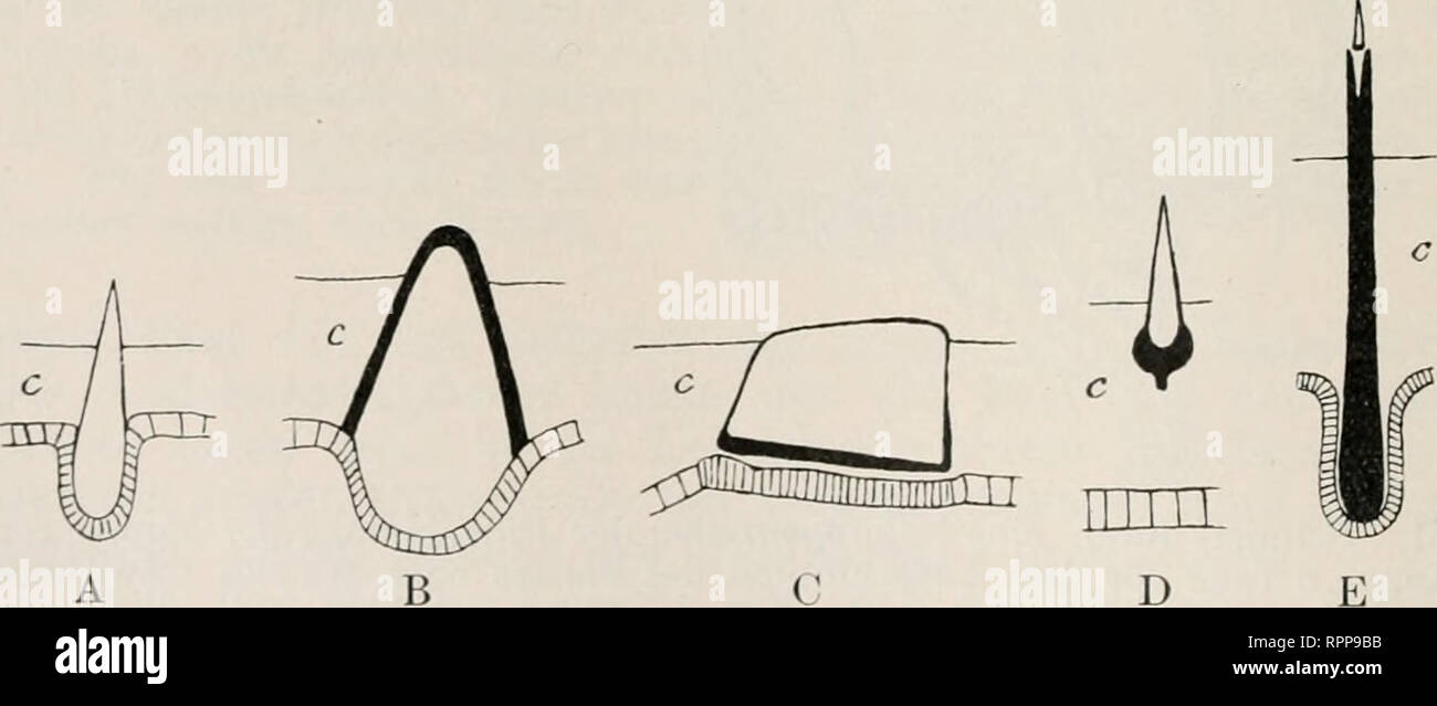 . Allgemeine Zoologie und Abstammungslehre. Evolution; Zoology. B Fig. 152. Schnitt durch die Haut von Solenogastres nach Prüvot. A Myxo- menia, Stacheln schwarz. B Perimenin impexa.. k Fig. 153. Schemata der verschiedenen Hartgebilde im Mantel der Chitonen nach Plate. Der Kalk ist hell, der Hornbecher dunkel gehalten. A Hanleya hnn- leyi. vielleicht nur Jugendstadium. B Ämnthoplcwa echmata. C Chiton. D Chiton nioynifiois. E Tuiiicut fastiyiata. F Chaetopleura penimana. Flügels beruht. Da sich faserartige Epithelzellen (151) zwischen beiden Lamellen ausspannen, wird ein Aufblähen des Flügels v Stock Photo