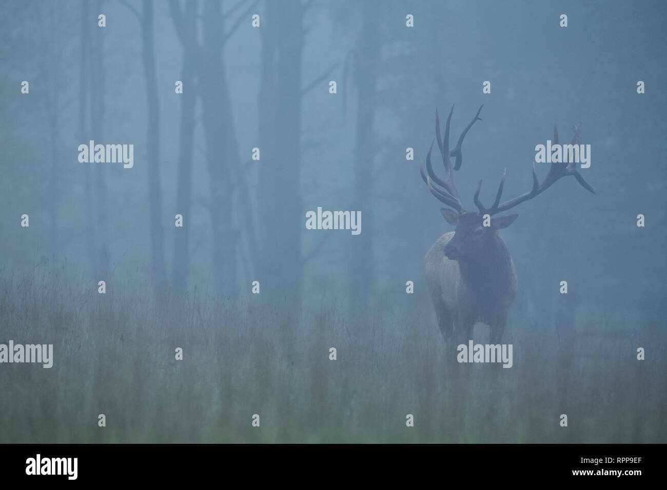 A majestic bull Elk on a foggy morning in Pennsylvania's north woods Stock Photo