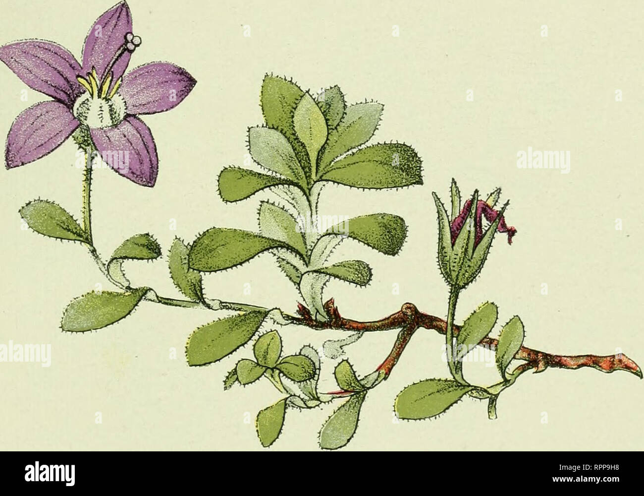 . Alpen-Flora : Westalpen. Mountain plants. — 87 — Gesteinsschutt 2ooo-33oo Metei. Campanula cenisia. Campaniile du Mont-Cenis. Glockenblume des Mont-Cenis. Bell-flower of Mt. Cenis.. Please note that these images are extracted from scanned page images that may have been digitally enhanced for readability - coloration and appearance of these illustrations may not perfectly resemble the original work.. Senn, Gustav, 1875-1945; Kaftner, C. Heidelberg : C. Winter Stock Photo
