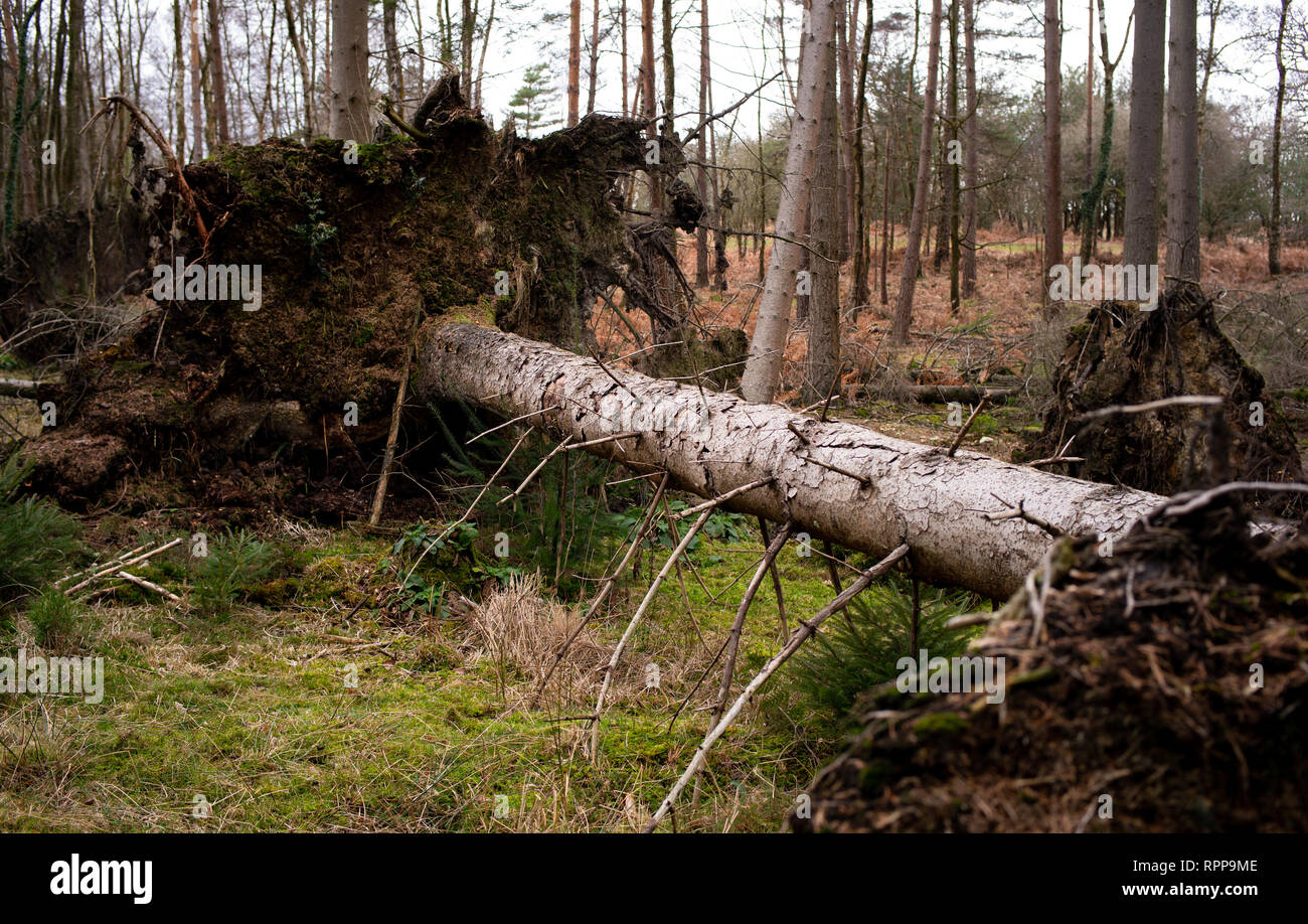 Fallen trees in the new forest hampshire either from wind damage or as part of the forestry