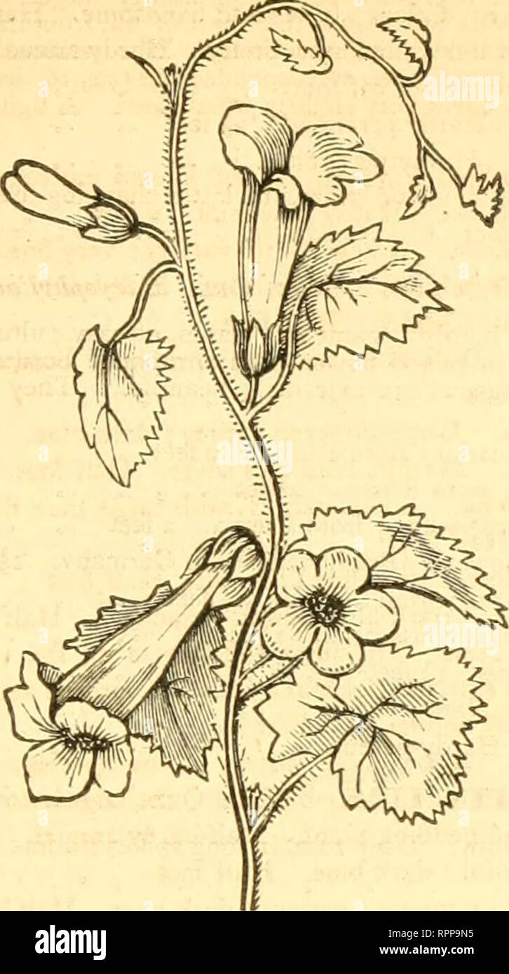 . Amateur cultivator's guide to the flower and kitchen garden: containing a descriptive list of two thousand varieties of flower and vegetable seeds; also a list of French hybrid gladiolus. Gardening; Vegetable gardening; Seed industry and trade. TO THE FLOWER GARDEN. 57. LOPHOSPERMUM SCANDENS. 903 Lophospermum Scandens. Purple .«•• ^.lo 904 Cliftoni. Dark rose .25 906 — Punctatum. A splendid new spotted variety 10 907 Mixed. The above varieties 25 IjTJDPIjVS. Nat. Ord., Le^piminosa. A splendid genus of the most ornamental, beautiful, and free-flowering of garden plants, with long, graceful sp Stock Photo