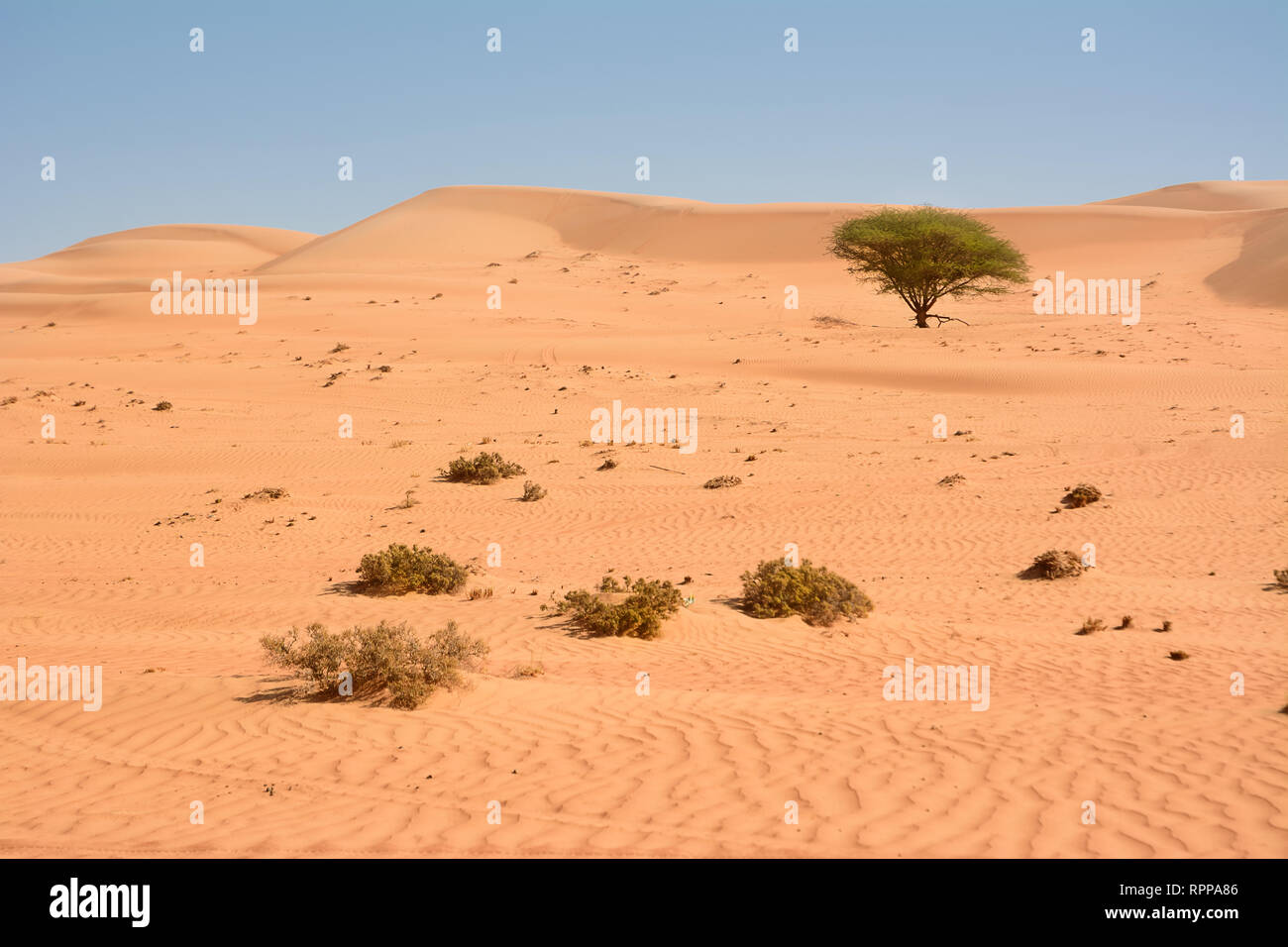Isolated tree in the Wahiba Sand Desert (Oman) Stock Photo