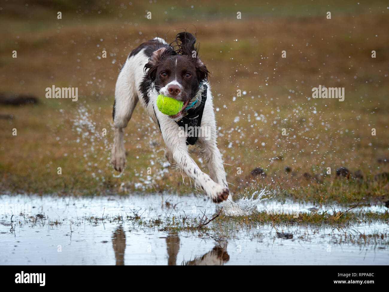 Heavy dog hold hi-res stock photography and images - Alamy
