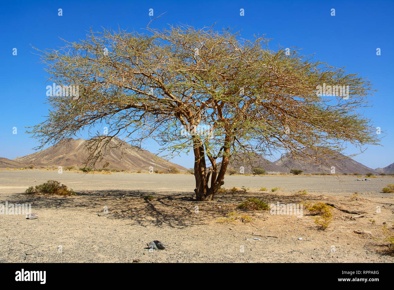 Isolated acacia tree in the deserted valley of a rocky Wadi in Oman Stock Photo