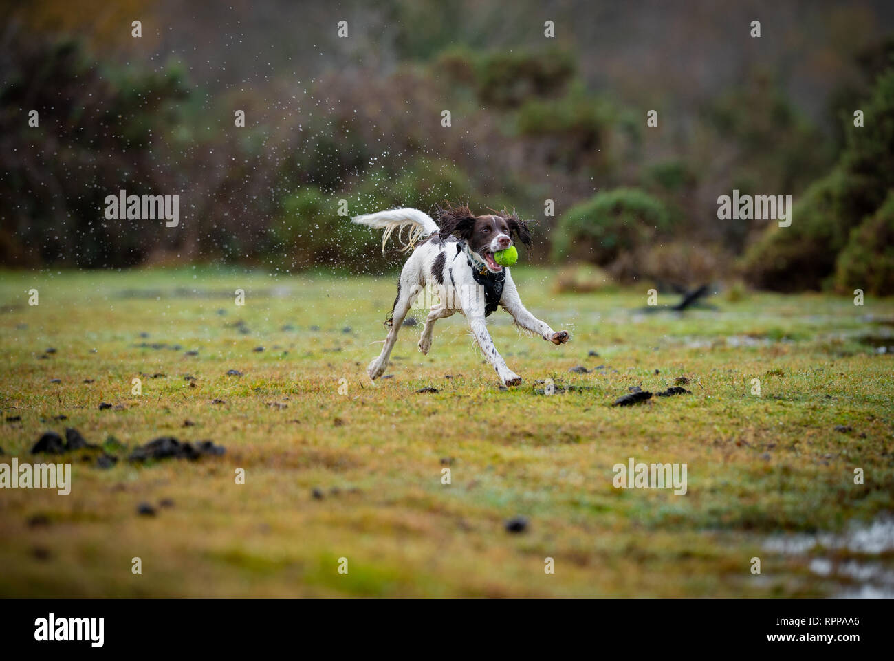 A young English Springer spaniel ( 11 Months) running with ball in mouth with splashes over a water logged area in the New Forest UK after heavy rain. Stock Photo