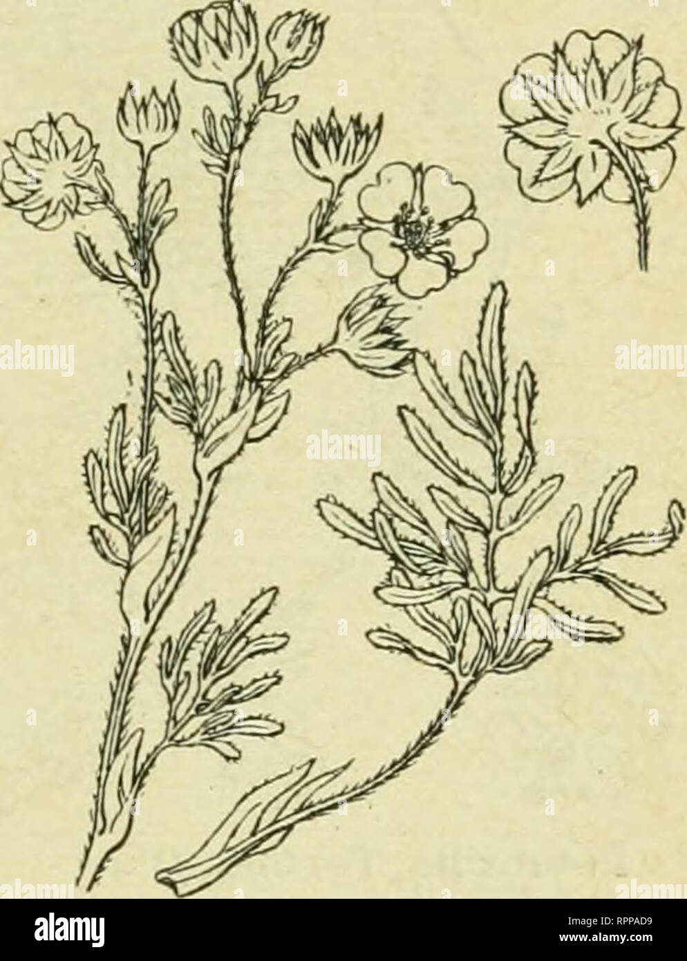 . Alpen-Flora : Westalpen. Mountain plants. 44 Rosifloren. Potentilla aurea. — Tafel 44. — Kriechender Wurzel- ftock mit zuerll niederliegenden, dann auflleigenden, 5—25 cm hohen, wenigblütigen Sprofaen. Blätter handförmig zulammen- gefetzt, mit fünf längHch ovalen, gezähnten Blättchen, die oberfeits kahl, unterfeits auf Nerven und Rand leidig behaart find. Kronblätter goldgelb, am Grunde mit orangerotem Fleck. Mehrjährig. Blüht Juni bis Auguft. Befucher: Fliegen, Bienen, Falter. Früchte ohne Verbreitungsmittel. Alpen, Jura, Auvergne, Gevennen, Pyrenäen; Kar- patlien, Nordeuropa. Potentilla mu Stock Photo