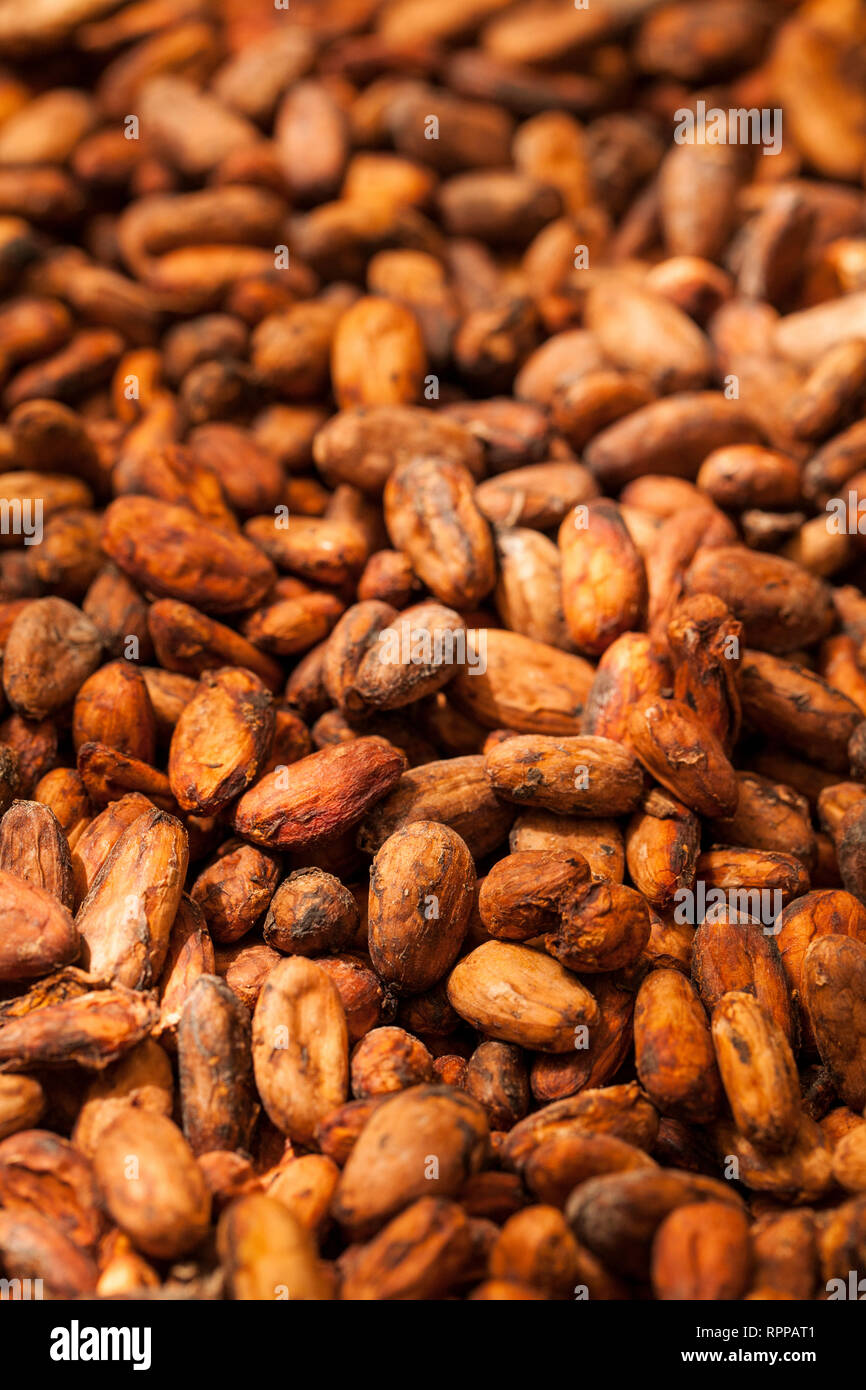 Cocoa beans, drying on a farm in Costa Rica Stock Photo Alamy