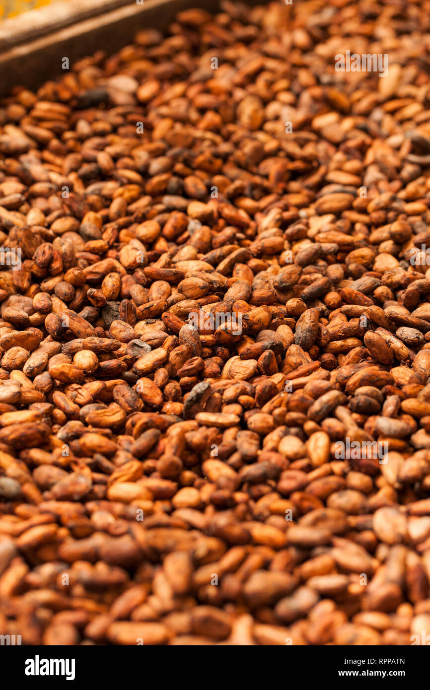 Cocoa beans, drying on a farm in Costa Rica Stock Photo