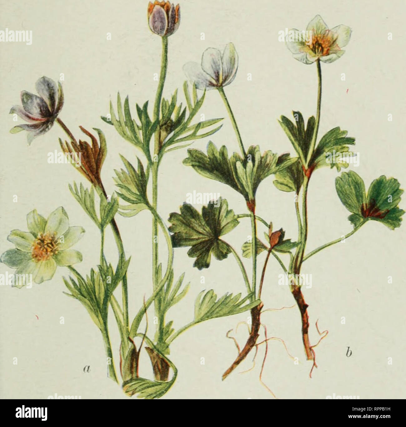 Alpine Flora Of The Canadian Rocky Mountains Mountain Plants Botany A Anemone Drummondii S Wats Alpine Anemone B Anemone Parviflora Michx Northern Anemone Nat Please Note That These Images Are