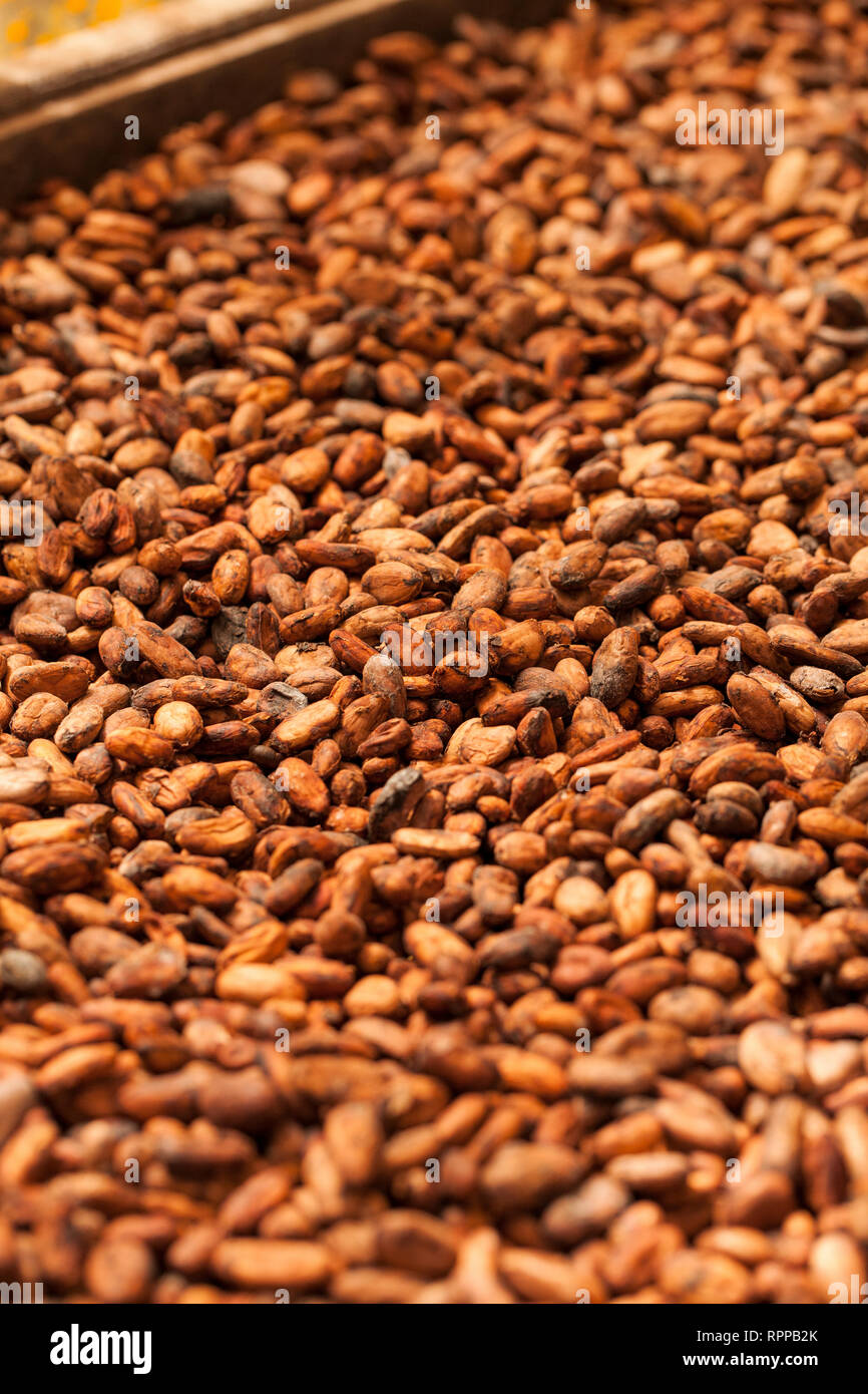 Cocoa beans, drying on a farm in Costa Rica Stock Photo Alamy