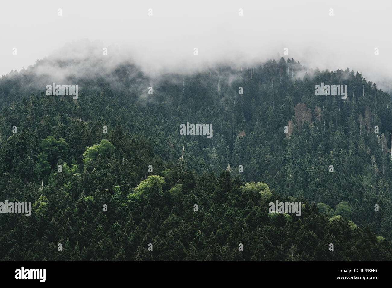 Moody dark forest landscape with cloud and mist Stock Photo