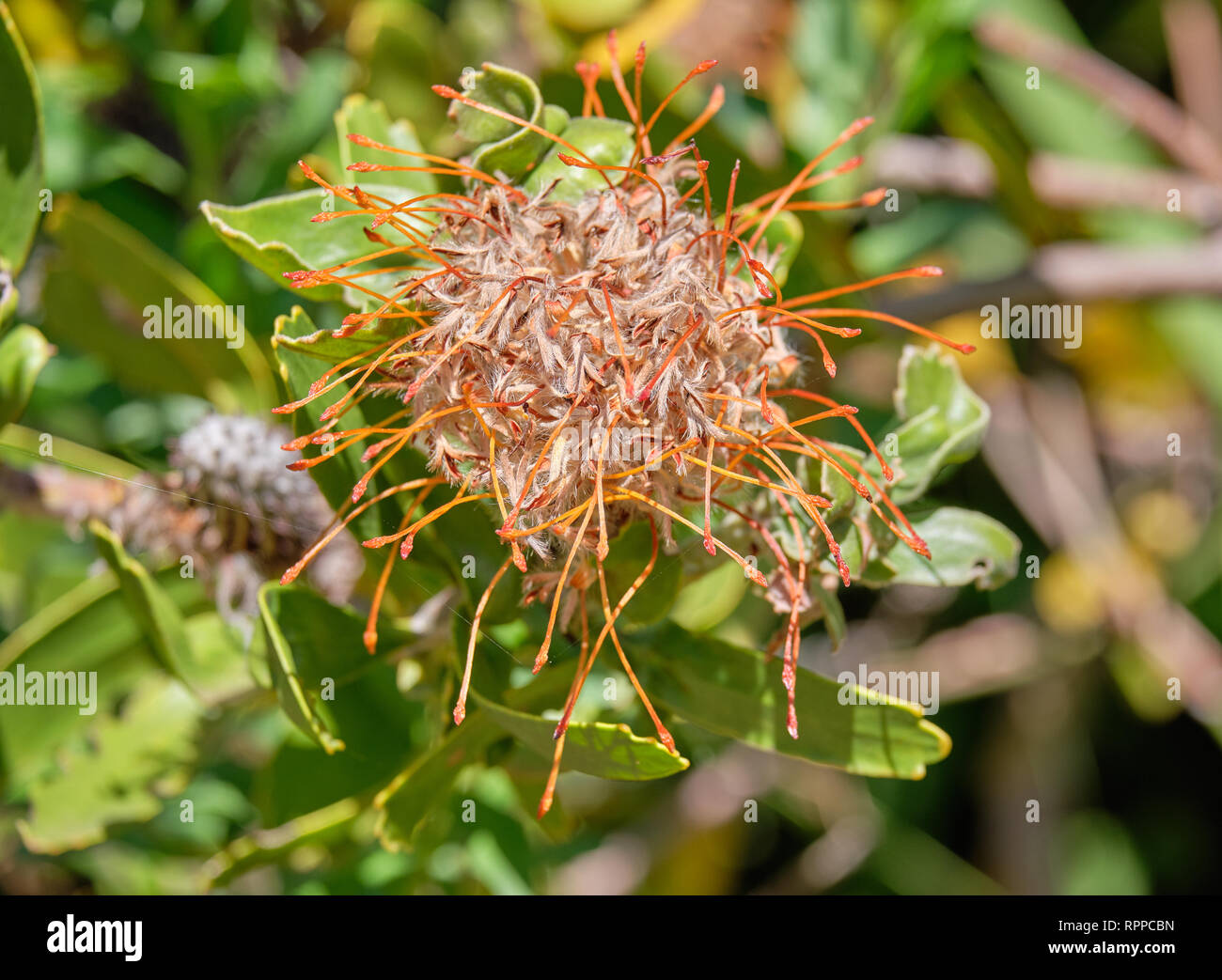 Close up of Yellow pincushion flower wilting and faded, of the protea family. Stock Photo