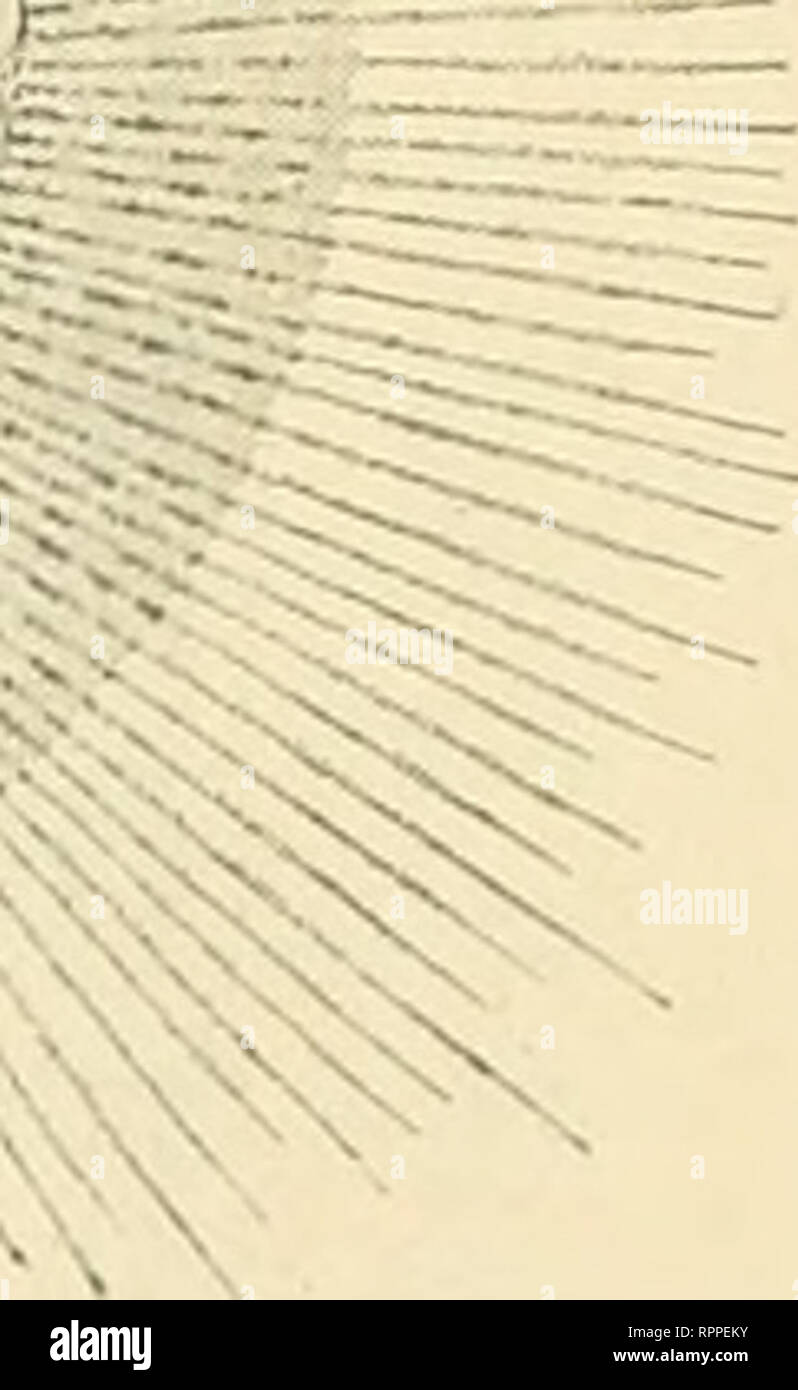 . Allgemeine Physiologie. Ein Grundriss der Lehre vom Leben. Biology