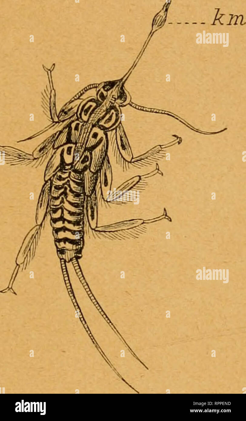 . Allgemeine Zeitschrift für Entomologie Organ der &quot;Allgemeinen Entomologischen Gesellschaft&quot; ; Internationales Organ für die Interessen der allgemeinen und angewandten Entomologie wie der Insekten-Biologie. Insects. Zur Biologie von Perla maxima Scop. 259 amphibiotischer Orthopteren mit den Beinen an Pflanzenstengeln festgeklammert, die aus dem Wasser hervorragen. An der be- treffenden Stelle des reißenden Flusses und kilometerweit stromauf und -ab findet sich keine derartige Gelegenheit zum Aussteigen. Der Fluß ist an der einen Seite von senk- rechten Felswänden, an der anderen, wo Stock Photo