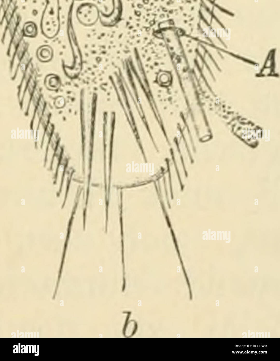 . Allgemeine Physiologie. Ein Grundriss der Lehre vom Leben. Biology; Physiology. %mf. Fig. 20. a Flimmerepithelzellen. Nach Schieffekdecker. b Stylonychia mytilus, eine Wimperinfusorienzelle mit verschiedenartig differenzirten Wimperu, Wz Mund-Wimperzone, C contractile Vacuole, iV Makronucleus, i'' Mikronucleus, A Afteröffnung. Nach Stein, c Euglena viridis, eine Geisselinfusorienzelle mit einer einzigen Geissei. n Kern, o Augenfleck, c Vacuole. Nach Stein. Zellen sind ungemein verbreitet und kommen nicht nur in Geweben als Flimmerepithelzeilen (Fig. 20a) vor, sondern auch freilebend, das gr Stock Photo