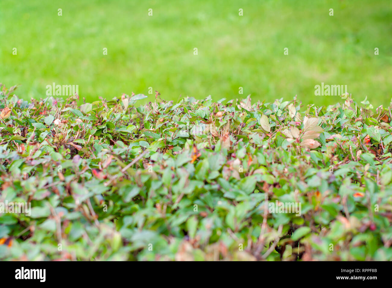 Blurred green leaves wall and fresh spring grass for display montages. Stock Photo