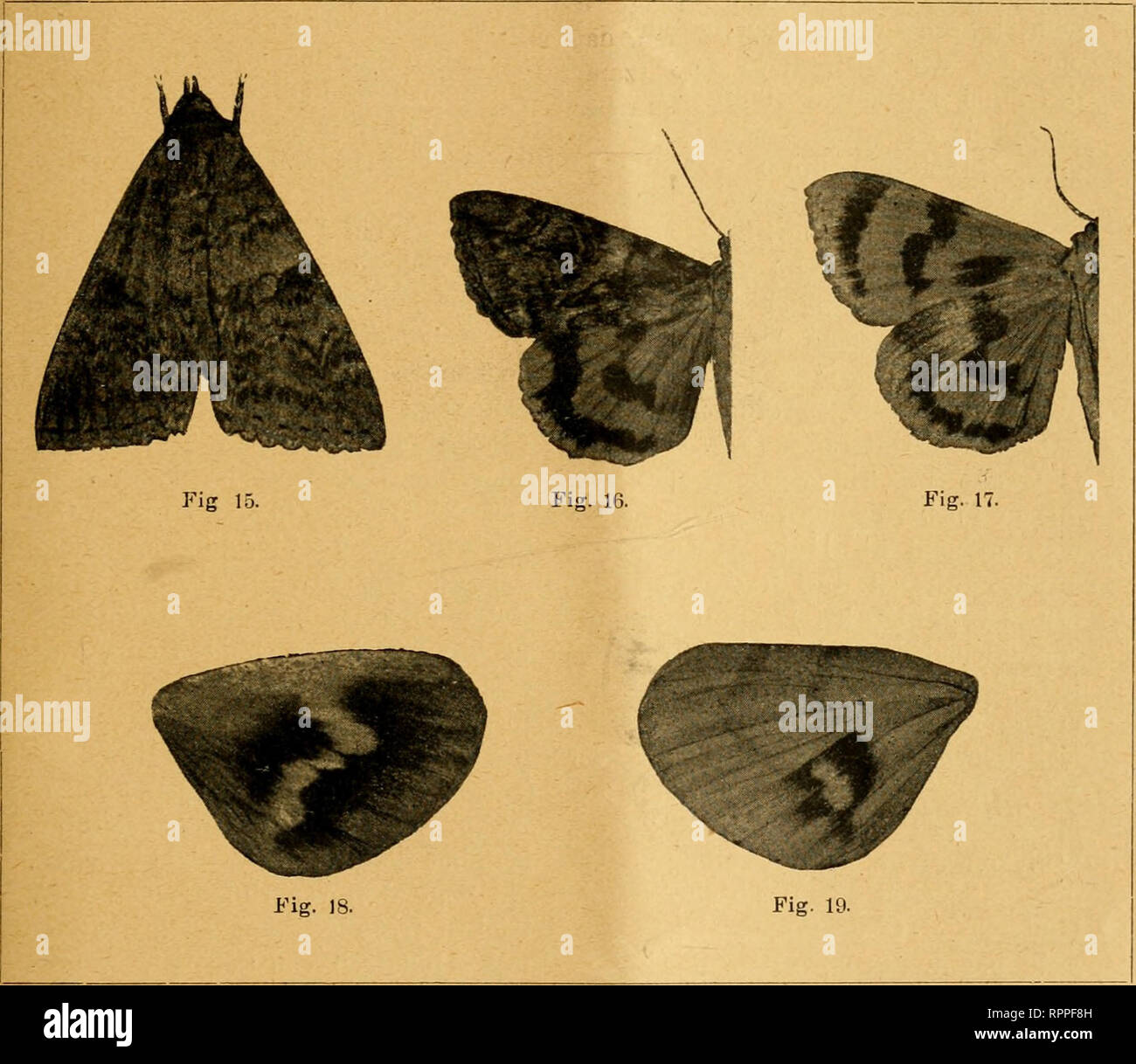 Allgemeine Zeitschrift Fur Entomologie Organ Der Quot Allgemeinen Entomologischen Gesellschaft Quot Internationales Organ Fur Die Interessen Der Allgemeinen Und Angewandten Entomologie Wie Der Insekten Biologie Insects Weitere Untersuchungen Uber