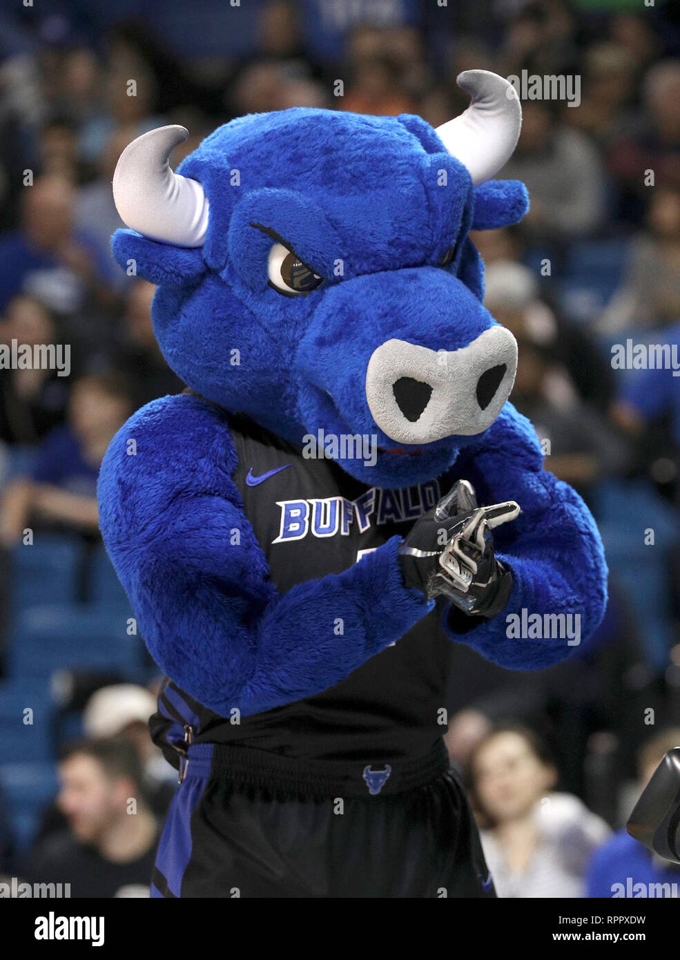 Amherst, New York, USA. Feb 22, 2019: Buffalo Bulls mascot Victor E. Bull prior to thte start of the first half of play in the NCAA Basketball game between the Kent State Golden Flashes and Buffalo Bulls at Alumni Arena in Amherst, N.Y. (Nicholas T. LoVerde/Cal Sport Media) Credit: Cal Sport Media/Alamy Live News Stock Photo