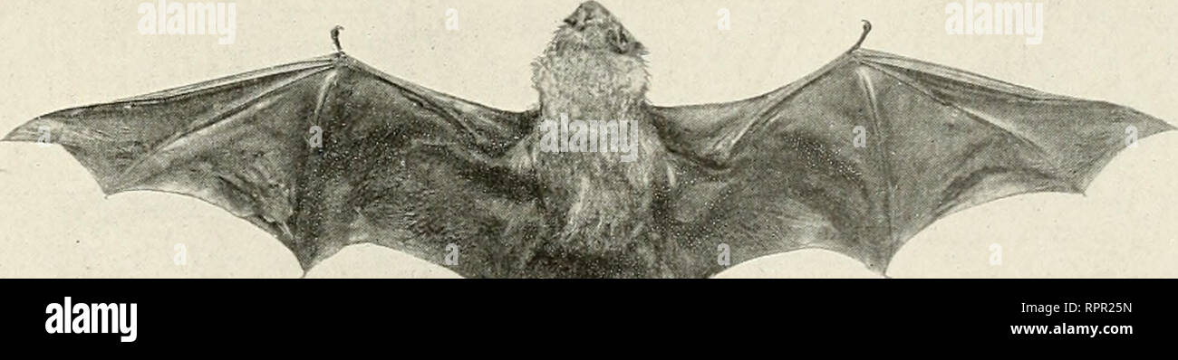American Animals A Popular Guide To The Mammals Of North America