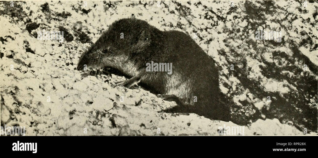 . American animals; a popular guide to the mammals of North America north of Mexico, with intimate biographies of the more familiar species. Mammals. STAR-NOSED MOLE iCondylura cristata) By C. William Beebe. MARSH SHREW {Sorcx palustris) By W. E. Carlin Photographed in the Bitter Root Mountains at an altitude of 8,500 feet. The party surrounded him while he was crossing a large rock, and he hesitated long enough to allow Mr. Carlin to make an exposure.. Please note that these images are extracted from scanned page images that may have been digitally enhanced for readability - coloration and ap Stock Photo