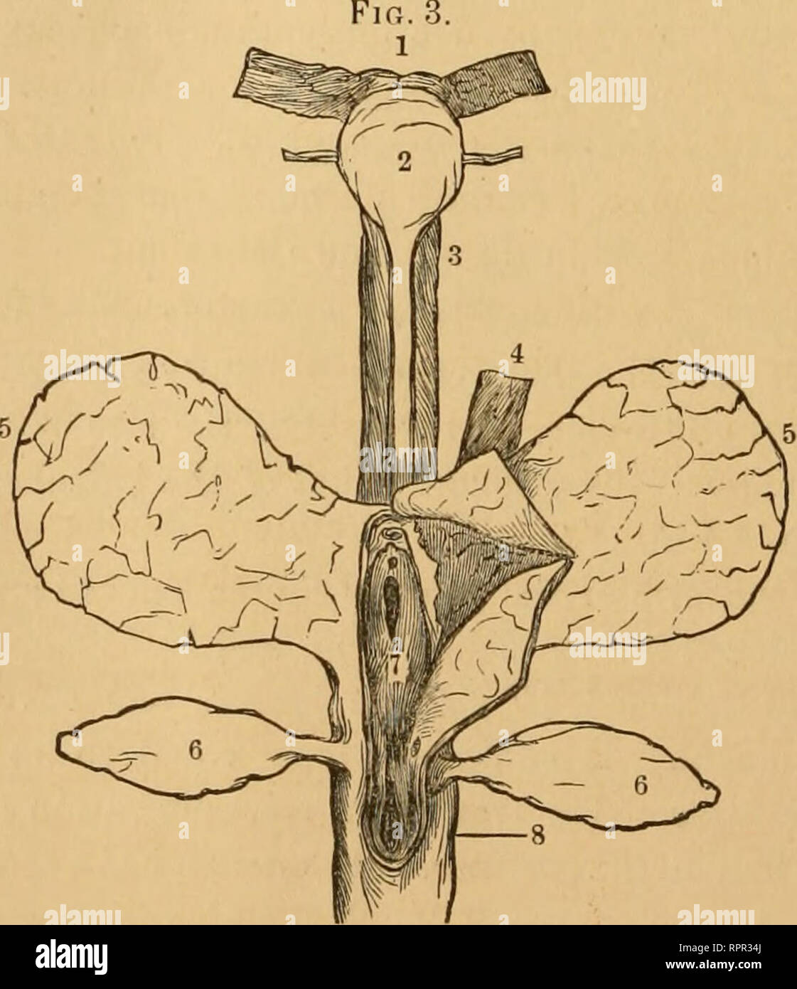. The American beaver and his works. Beavers. 304 APPENDICES. The ...