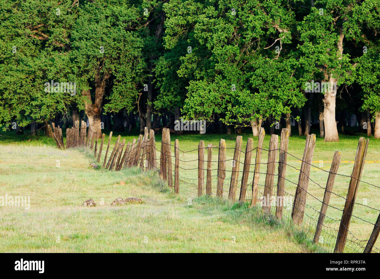 Barbed Wire Fence in Disrepair Separating Fields Stock Photo