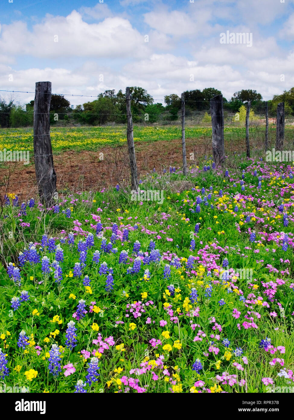 Barbed Wire Fence With Wildflowers in Foreground Stock Photo