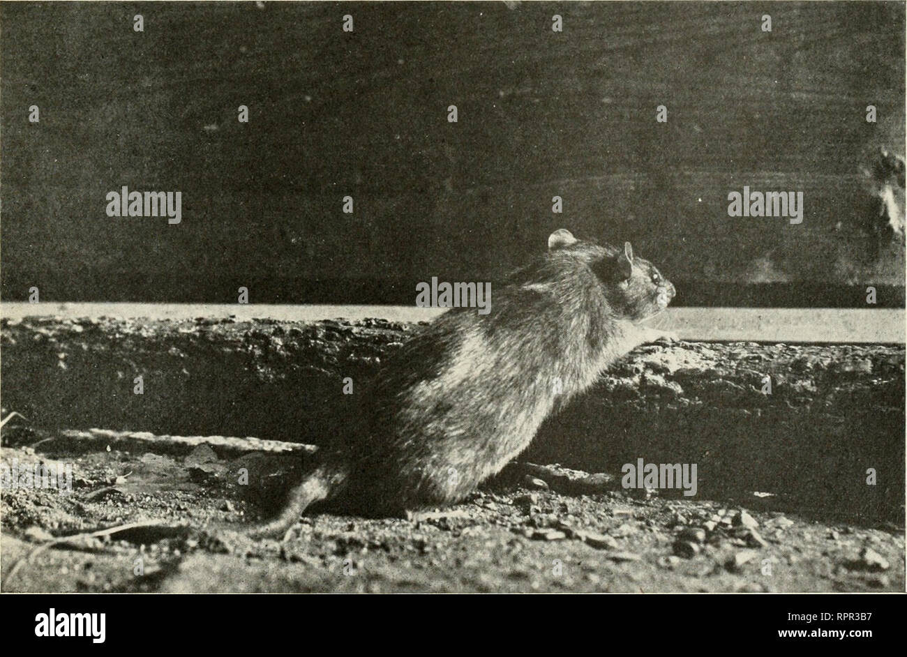 . American animals; a popular guide to the mammals of North America north of Mexico, with intimate biographies of the more familiar species. Mammals. HOUSE MOUSE ON TRAP {Mus musculus). COMMON, OR iVuRWAV RAT (..Um^ nurvcgicits) By C. William Beebe. Please note that these images are extracted from scanned page images that may have been digitally enhanced for readability - coloration and appearance of these illustrations may not perfectly resemble the original work.. Stone, Witmer, 1866-1939; Cram, William Everett, 1871-. New York, Doubleday, Page &amp; Company Stock Photo