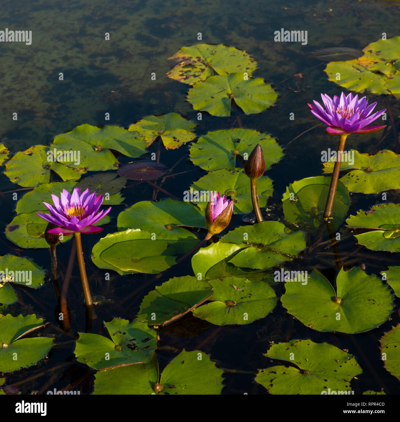 Red and blue water lily hi-res stock photography and images - Alamy