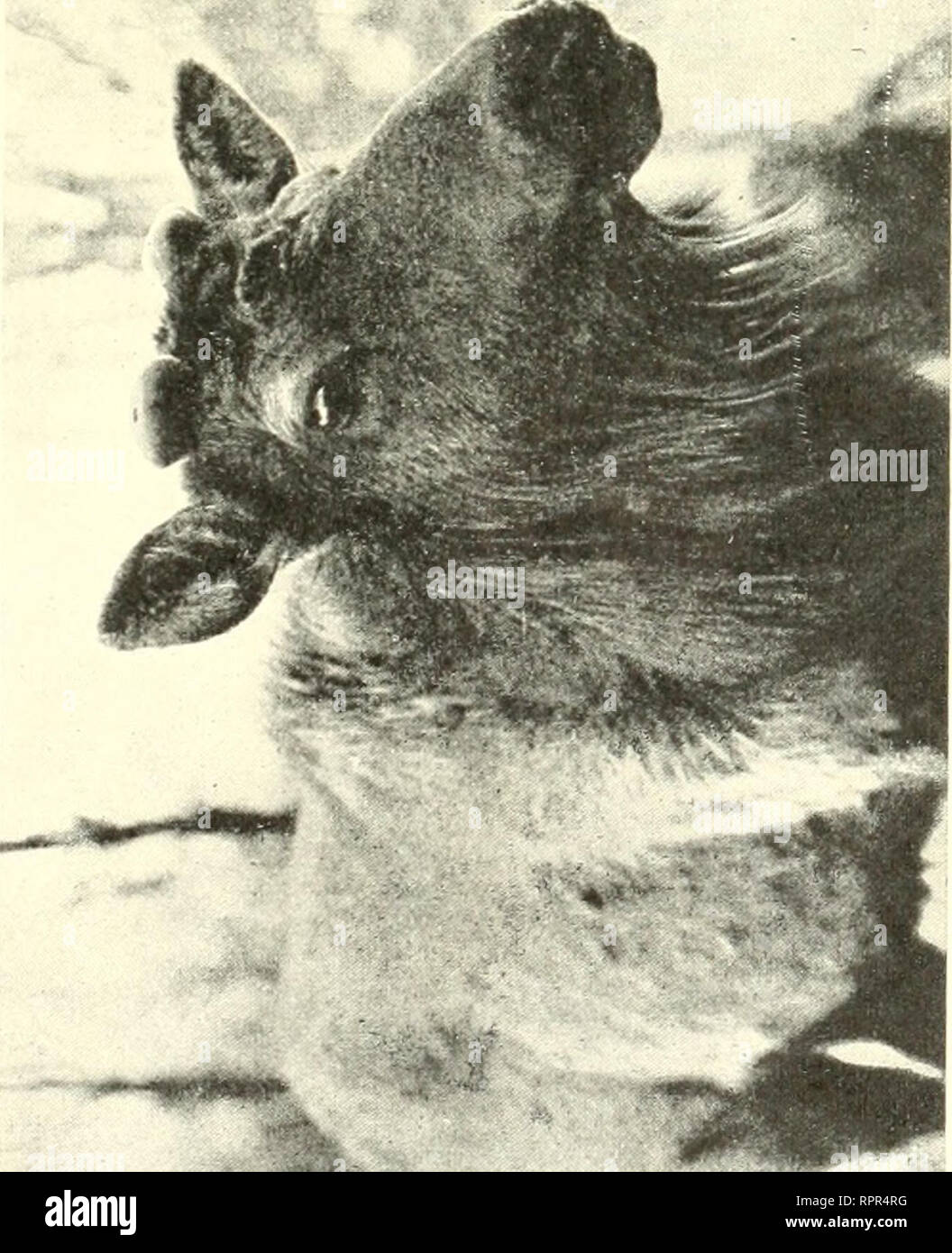 1939 N A High Resolution Stock Photography And Images Page 6 Alamy