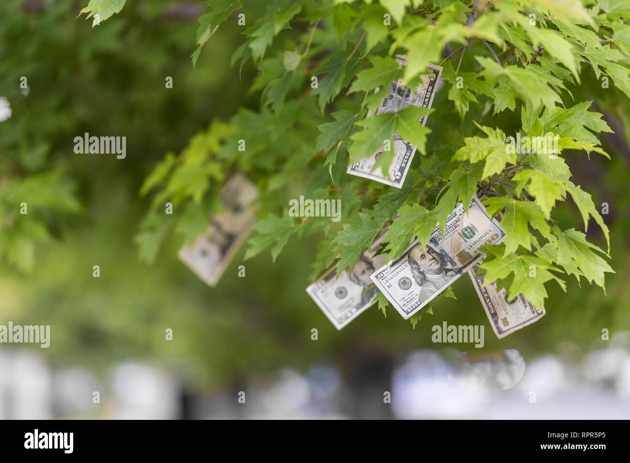 Money growing on tree, USA currency dollar, cash crop, money tree, finance concept stock, investment, passive income, inheritance, loans, saving Stock Photo