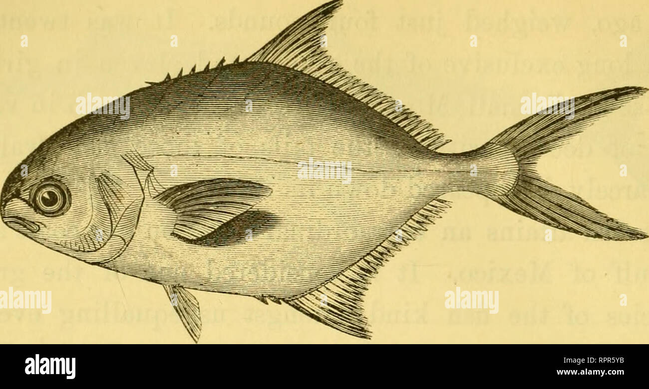 The American Angler S Book Embracing The Natural History Of Sporting Fish And The Art Of Taking Them With Instructions In Fly Fishing Fly Making And Rod Making And Directions For Fish Breeding The American Angler S Book Embracing The Natural History Of Sporting Fish And The Art Of Taking Them With Instructions In Fly Fishing Fly Making And Rod Making And Directions For Fish Breeding