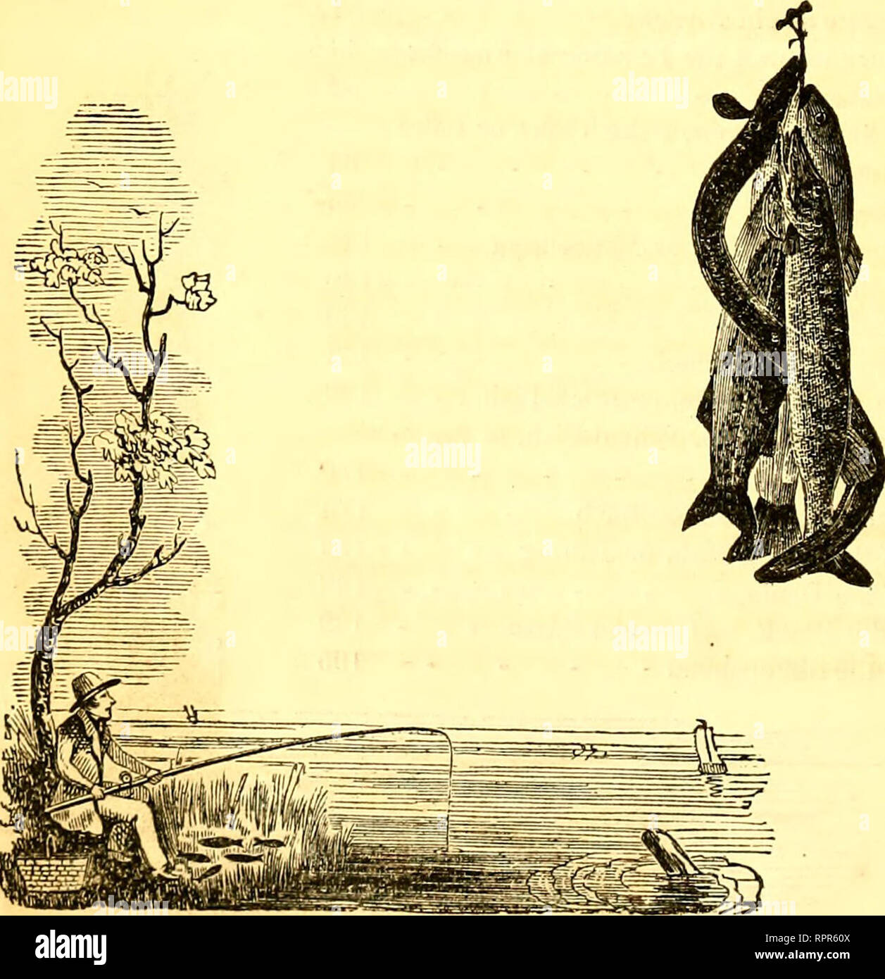 . American angler's guide : or, complete fisher's manual, for the United States: containing the opinions and practices of experienced anglers of both hemispheres ; with the addition of a second part.. Fishing. X CONTENTS. PAGE. Chapter XVII—Of the Cod and Tom-Cod - - 203 Chapter XVIII—Of the Flounder - ... 207 Chapter XIX—Of the Blue-Fish - - - - 210 Chapter XX—Of the Sea-Basse, Porgee, &amp;c. - 214 Chapter XXI—Of some of the other Inhabitants of the Waters 217 The Eel 217 The Chub 218 The Bull-Head, Sucker, Bream, Roach, Dace, Bleak, Gudgeon and Herring 219 The White-Fish and Cat-Fish - 220  Stock Photo