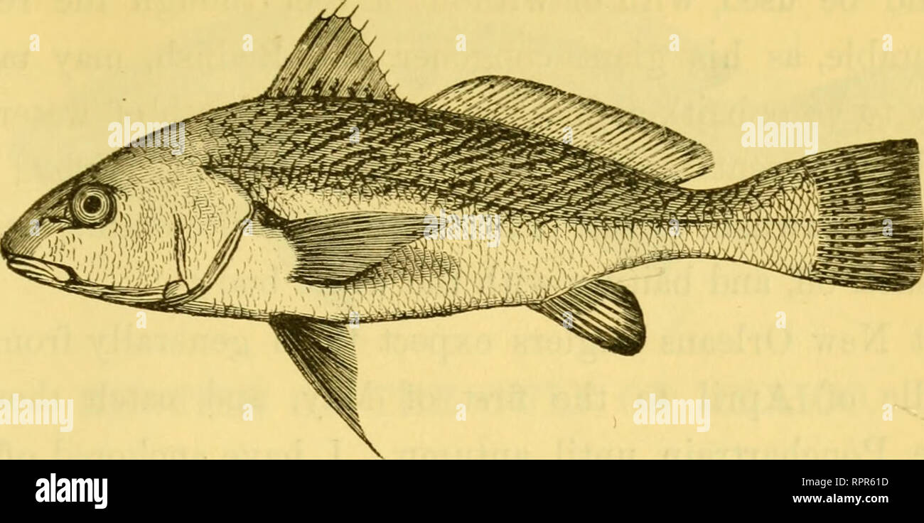 The American Angler S Book Embracing The Natural History Of Sporting Fish And The Art Of Taking Them With Instructions In Fly Fishing Fly Making And Rod Making And Directions For Fish Breeding The American Angler S Book Embracing The Natural History Of Sporting Fish And The Art Of Taking Them With Instructions In Fly Fishing Fly Making And Rod Making And Directions For Fish Breeding